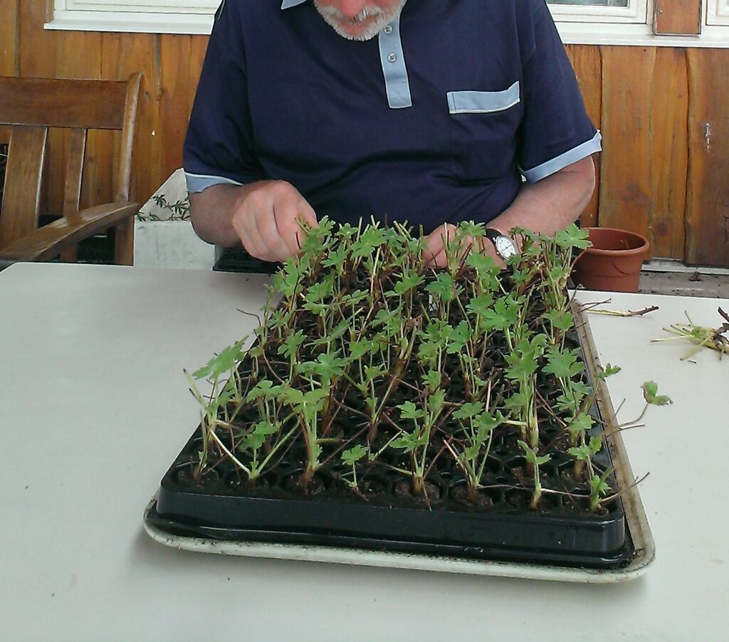 Planten stekken | Aaldering de Stek